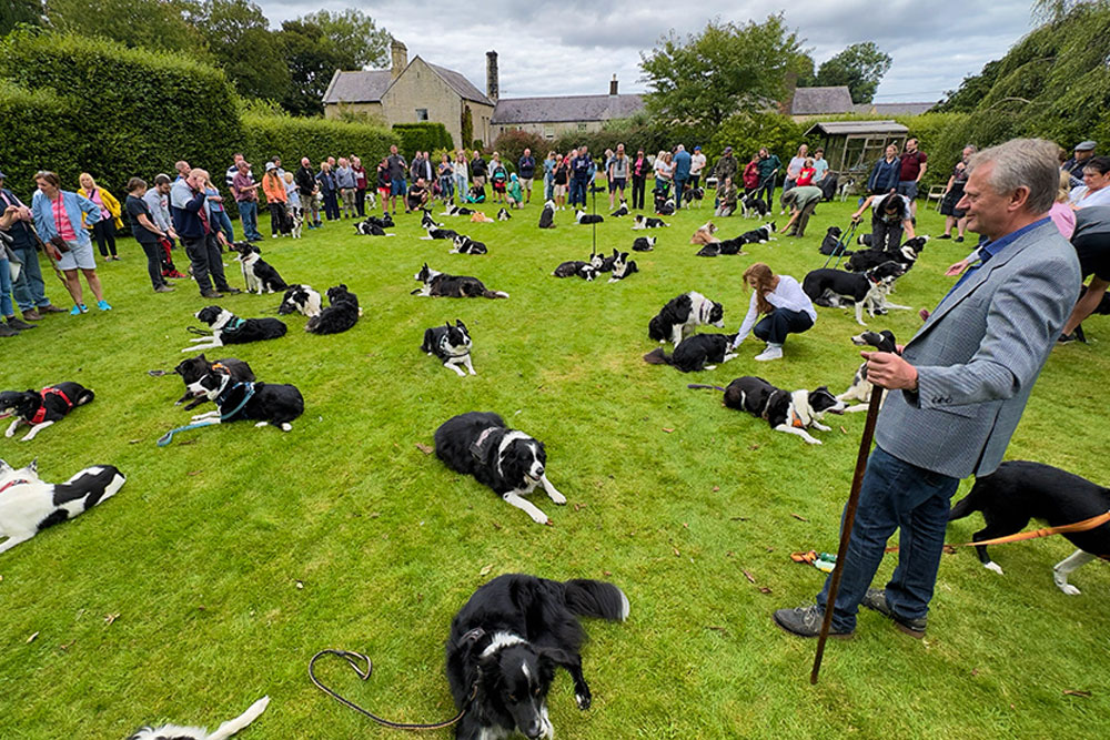 The Rocking Horse Cafe & Gallery - Bank Collie Day by Philip Hunton Photography